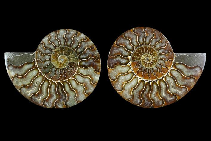 Sliced Ammonite Fossil - Agatized #124993